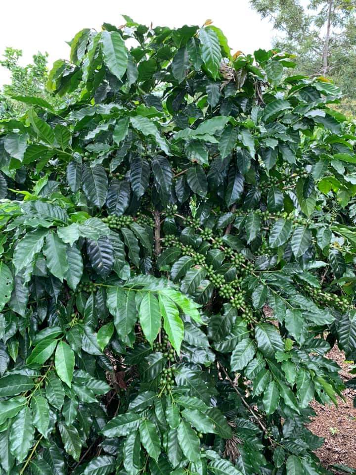 Especialidad en Grano 15kg – Cafe Aromas del Paraiso Veracruz